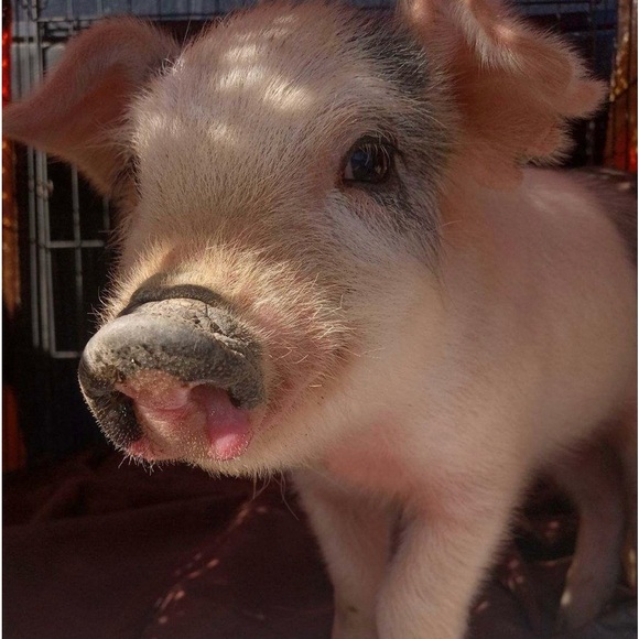 Meet your Posher, Jaci - Picture 4 of 4